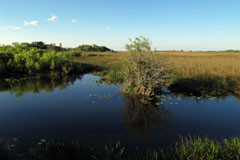 Anhinga Trail of the Everglades