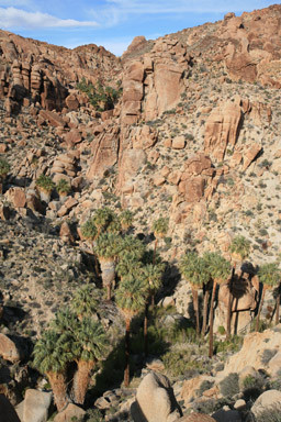 Lost Palms Oasis