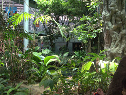 Rainforest