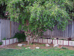 New Plants in the Planters - Next up, beneath the tree!