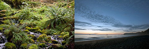 Rialto Beach & Hoh Rain Forest