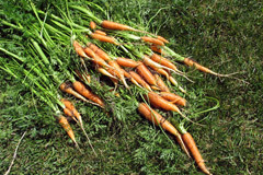 LOTS of Carrots