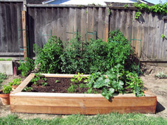 Our Growing Garden