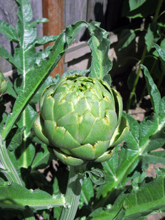 Our very cool artichoke