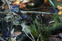 Week or Two Old Alligators