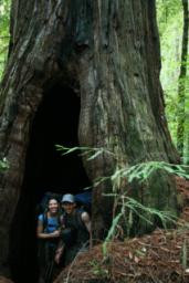 Deep & Hollow Tree