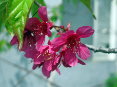 More Cherry Blossoms