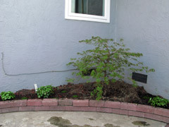Our Japense Maple & Lamium