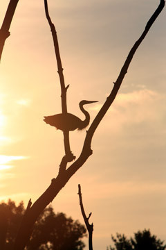 Heron at Sunset