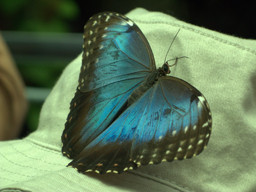 BIG Butterfly