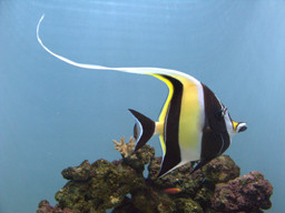 Aquarium