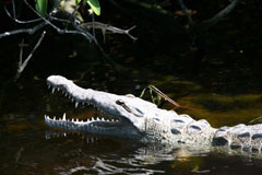 Scary Crocodiles