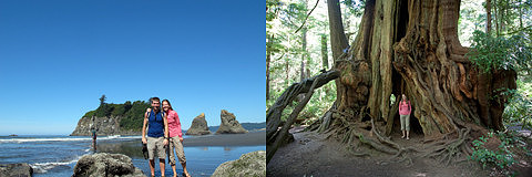 Ruby Beach & The Big Cedar Tree