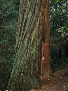 Lee Inside a Massive Redwood