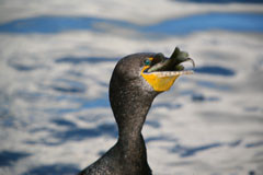 Hungry Birds