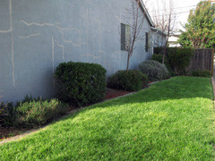 Our Spider Web of Sealed Cracks and Trimmed Bushes