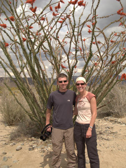 Ocotillo Tree