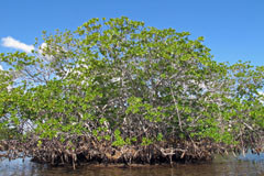 Red Mangroves
