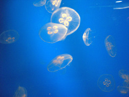 Jelly Fish
