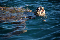 Sea Turtle