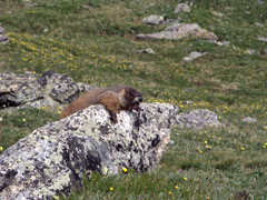 Yawning Marmot