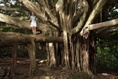 Very Cool and Very Large Banyon Tree