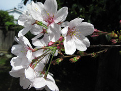 Our Blossoming Cherry