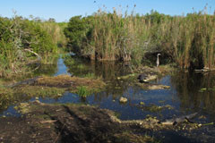 Nine Alligators!