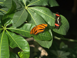 Butterflies